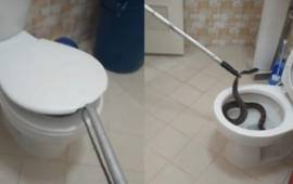 La serpiente no quería salir del sanitario, pero al final fue sacada con vida y llevada a su habitat.