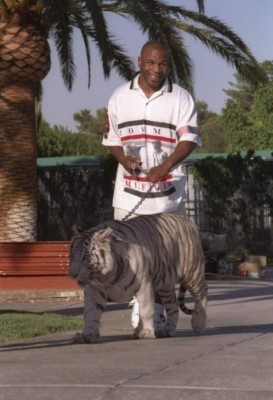 El tigre de 550 libras que tuvo que vender Mike Tyson porque le arrancó el brazo a un hombre