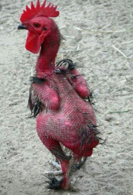 Motagua cae ante el Tauro FC y es atacado con divertidos memes