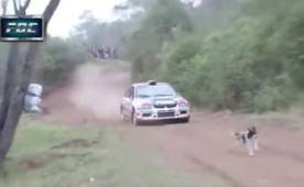 El video del perro más afortunado del mundo le da la vuelta al mundo.