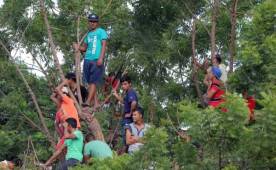 Aficionados en Coyoles Central en Olanchito se subieron a los árboles para ver el juego entre Vida y Sutrasco.