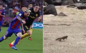 La destreza, rapidez y habilidad del reptil lo comparan con la capacidad de Messi.