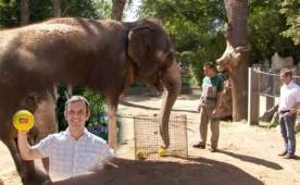 El elefante Zella pronosticó que Portugal ganará este domingo al anfitrión Francia.