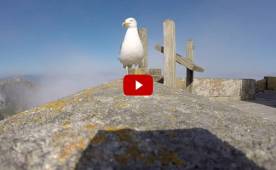1.5 millones de visitas ha tenido en pocos días el video de esta gaviota robando una GoPro.