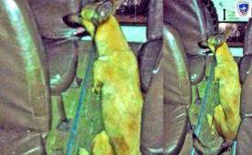 Un oficial canino fue quien detectó la droga abajo de los asientos de los buses.
