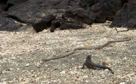 Al final del video, la iguana sí logra salir con vida del ataque.