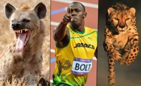 El corredor más rápido del mundo perdería una carrera contra estos animales.