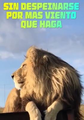 ”Arboleda, contigo empezó todo”: Los divertidos memes que dejó el título 36 de Olimpia en la Liga Nacional de Honduras