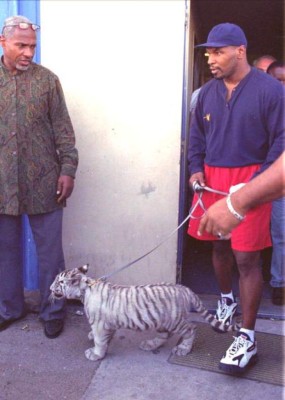 El tigre de 550 libras que tuvo que vender Mike Tyson porque le arrancó el brazo a un hombre