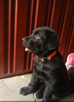 Conocé a las mascotas de los hondureños y otros futbolistas por el mundo