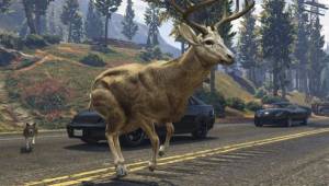 Un ciervo está experimentando en las urbanidades del GTA.