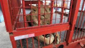 Los leones estarán siendo exhibidos alrededor de la pista de tartán del estadio Nacional.