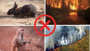 La agencia AFP encontró que muchas de las fotos que se publican sobre los incendios en la Amazonia en Brasil son antiguas o que no son del propio país.