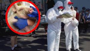 China ha informado de un nuevo virus que se produce en los cerdos.