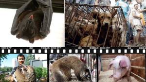 El Ministerio de Agricultura de China comenzó a elaborar una lista de los animales que sí podrán ser consumidos por las personas. Algunos de especie salvaje se mantendrán en los mercados. ¿Qué pasará con los perros y gatos?
