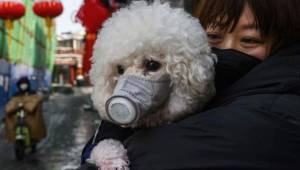Un perro fue diagnosticado con coronavirus, pero las mascotas no pueden contraer la enfermedad por medio de un humano.