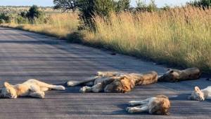 Los leones muy relajados se tiran en medio de la carretera mientras los humanos están confinados en el mundo por una pandemia.