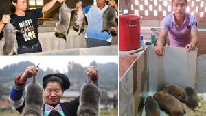 Las ratas fueron criadas especialmente para el consumo humano antes de que estallara la pandemia por COVID-19, que precisamente surgió en China, en un mercado de Wuhan.
