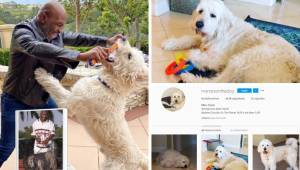 Mike Tyson presumió una última fotografía con su perro Mars que tiene más de 16 mil seguidores en Instagram y con la que el boxeador trata de olvidar a su tigre de bengala.
