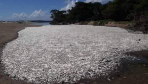 Captura de los peces muertos en la laguna Lirios en el departamento de Colón.