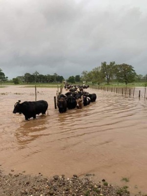 ¡Inundaciones, evacuaciones y rescates! Huracán Eta descarga su furia en territorio hondureño