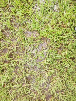 Así de deteriorada luce la cancha del estadio Francisco Martínez de Tocoa