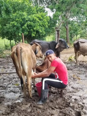 Romario Cavachuela, de campeón con Atlético Pinares a ordeñar vacas