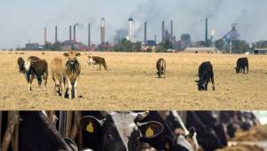 El blog del doctor Elmer López: El ganado y la extinción del planeta tierra