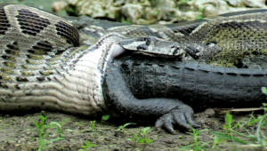 'Una serpiente puede engullir a un cocodrilo sin problema. Obviamente, entraña más peligros', explicaron expertos.