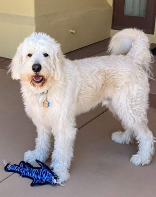 Mars, el perro de Mike Tyson que tiene Instagram y con el que trata de olvidar a su tigre