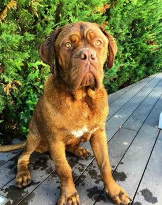 La impresionante transformación de 'Hulk', el perro de Lionel Messi