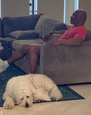 Mars, el perro de Mike Tyson que tiene Instagram y con el que trata de olvidar a su tigre