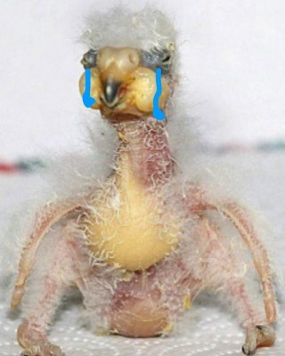 Los memes destruyen al Motagua tras perder la final ante Marathón