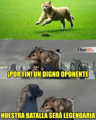 El gato, protagonista de los memes del sufrido triunfo de México ante Bermudas