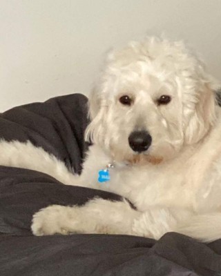 Mars, el perro de Mike Tyson que tiene Instagram y con el que trata de olvidar a su tigre