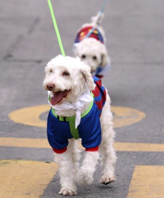 La carrera animalista fue un éxito en Tegucigalpa