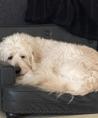 Mars, el perro de Mike Tyson que tiene Instagram y con el que trata de olvidar a su tigre