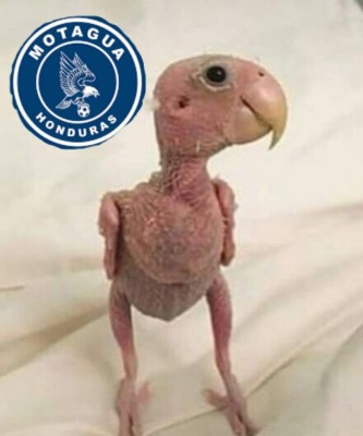 Motagua pierde final de Liga Concacaf y los memes no podían faltar