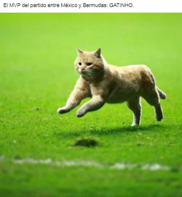 El gato, protagonista de los memes del sufrido triunfo de México ante Bermudas