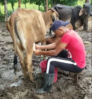 Romario Cavachuela, de campeón con Atlético Pinares a ordeñar vacas