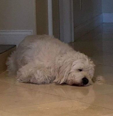 Mars, el perro de Mike Tyson que tiene Instagram y con el que trata de olvidar a su tigre