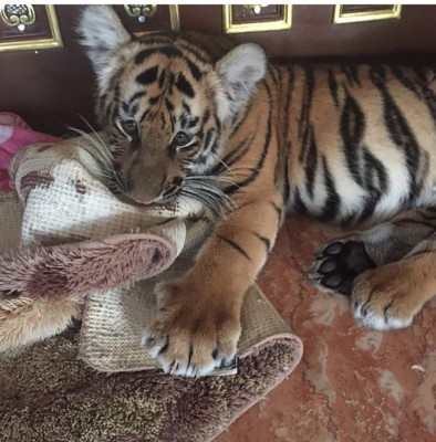 Así es la millonaria vida del futbolista más rico del mundo: Mansiones, tigres y autos de lujo