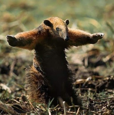 Las imágenes del terrible incendio que devora el Amazonas, el pulmón del mundo