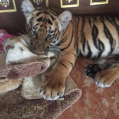 La vida de excentricidades de Faiq Bolkiah, el jugador más rico del mundo