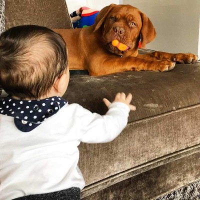 La impresionante transformación de 'Hulk', el perro de Lionel Messi