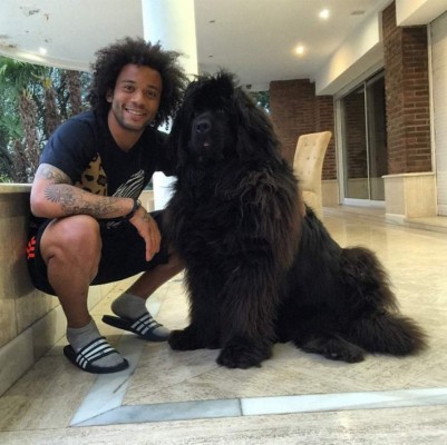 Día Mundial de los Animales: Ellos son el 'mejor amigo' de los grandes futbolistas