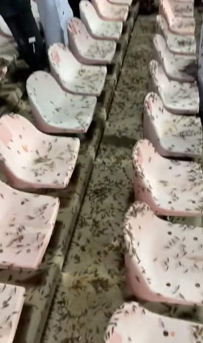 Lo que nadie vio del partido de Cristiano Ronaldo y ya se hizo viral: “Hasta los bichos quieren ver al Bicho... Es demasiado”