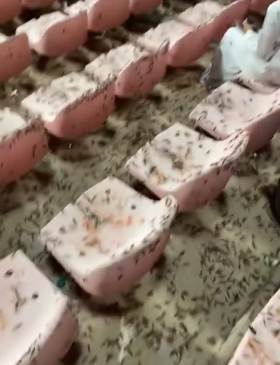 Lo que nadie vio del partido de Cristiano Ronaldo y ya se hizo viral: “Hasta los bichos quieren ver al Bicho... Es demasiado”