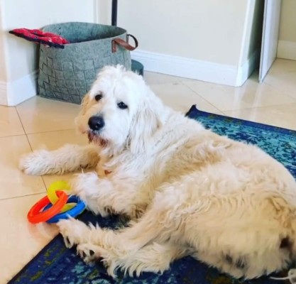 Mars, el perro de Mike Tyson que tiene Instagram y con el que trata de olvidar a su tigre