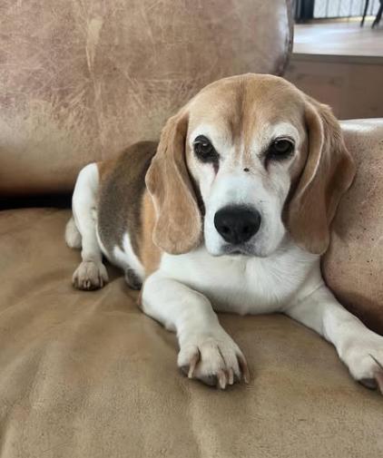 Aaron Ramsey rompe con Pumas y huyó de México: se confirmó el motivo de su drástica decisión